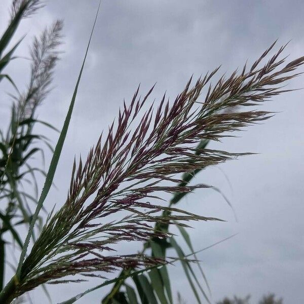 Arundo donax Frukt