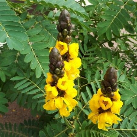 Senna didymobotrya ᱵᱟᱦᱟ