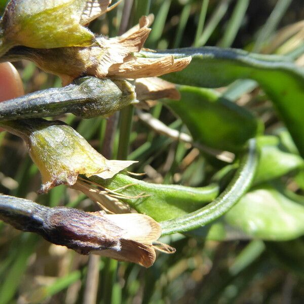 Anagyris foetida Fruchs