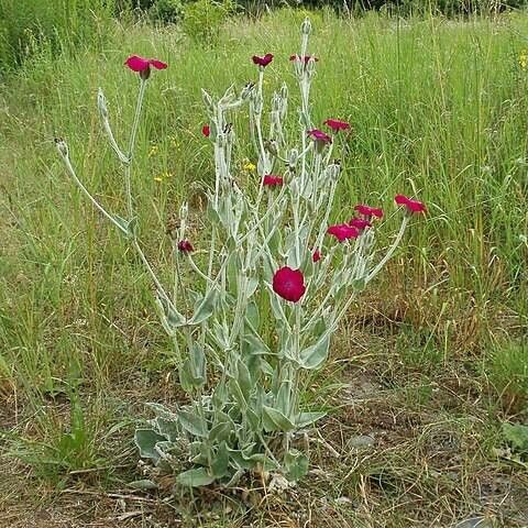 Silene coronaria Flor