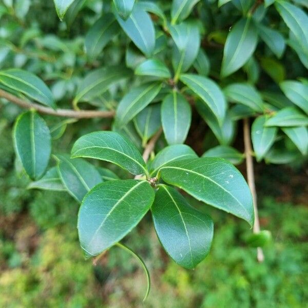 Osmanthus × burkwoodii Φύλλο