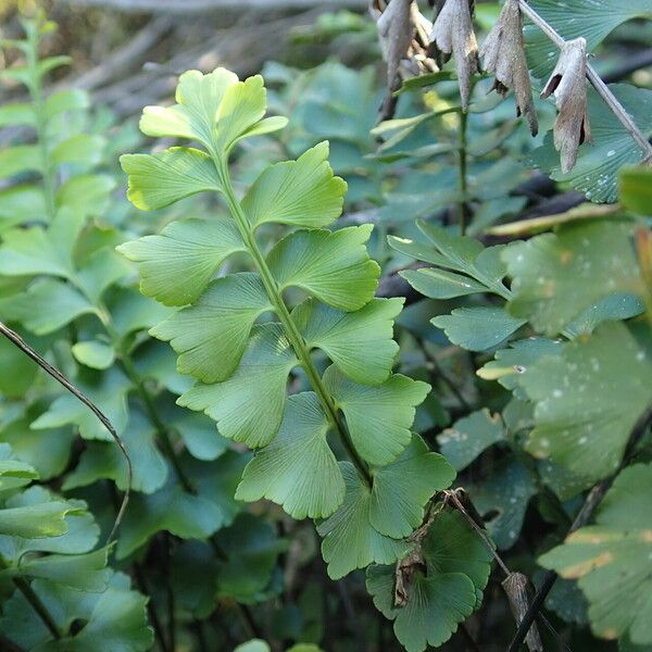 Asplenium stuhlmannii Leaf