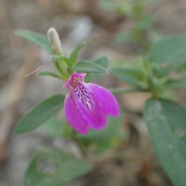 Justicia ladanoides Blüte