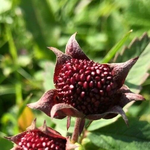 Comarum palustre Kwiat