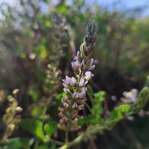 Cullen americanum Flower