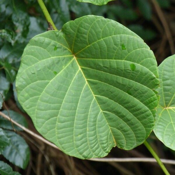 Merremia peltata Leaf