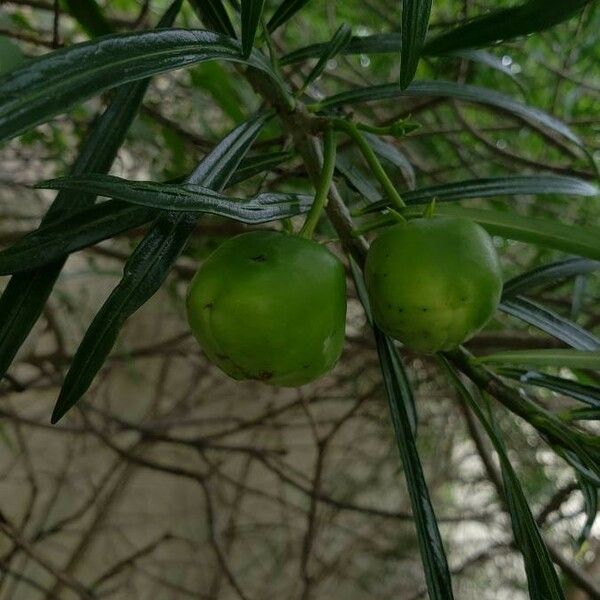 Cascabela thevetia Fruto