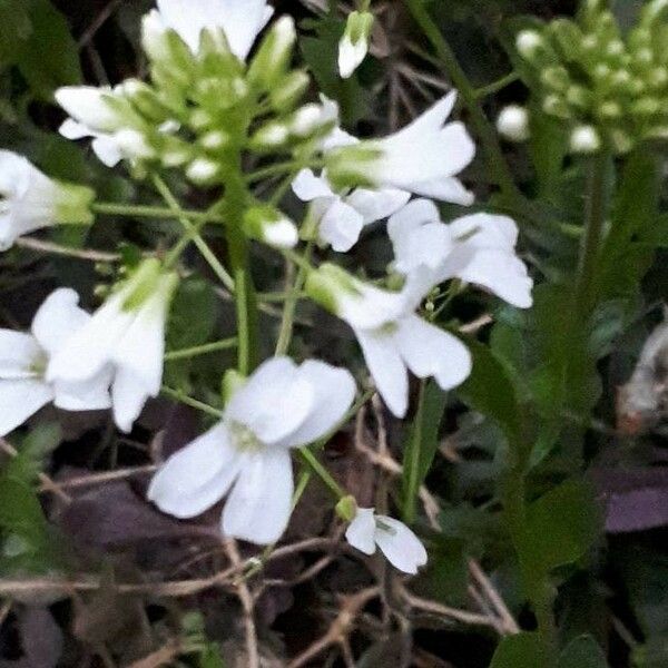 Kernera saxatilis Kukka