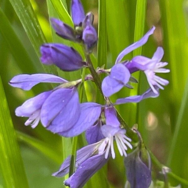 Polygala serpyllifolia 花