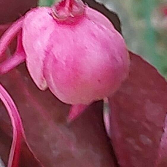 Euonymus grandiflorus Плід