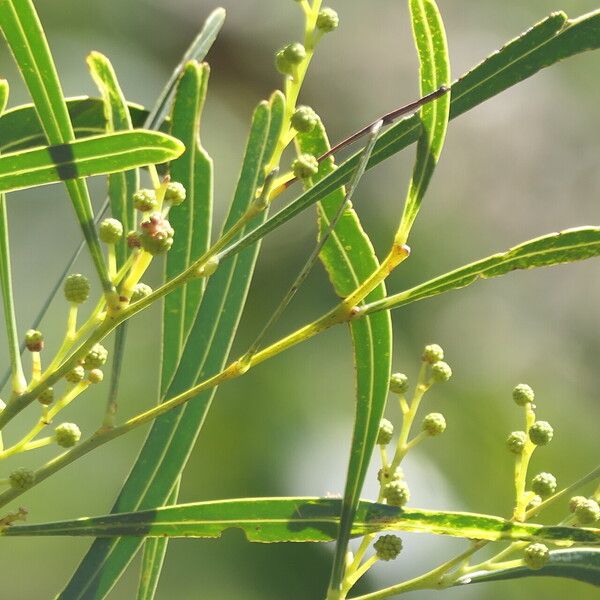 Acacia saligna Flor