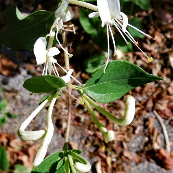 Lonicera caprifolium Flower