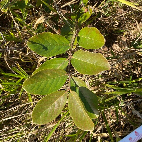 Psidium guineense Levél