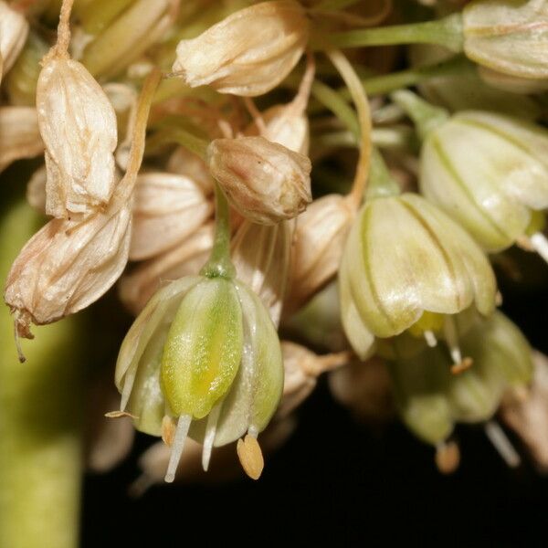 Allium pallens Flower