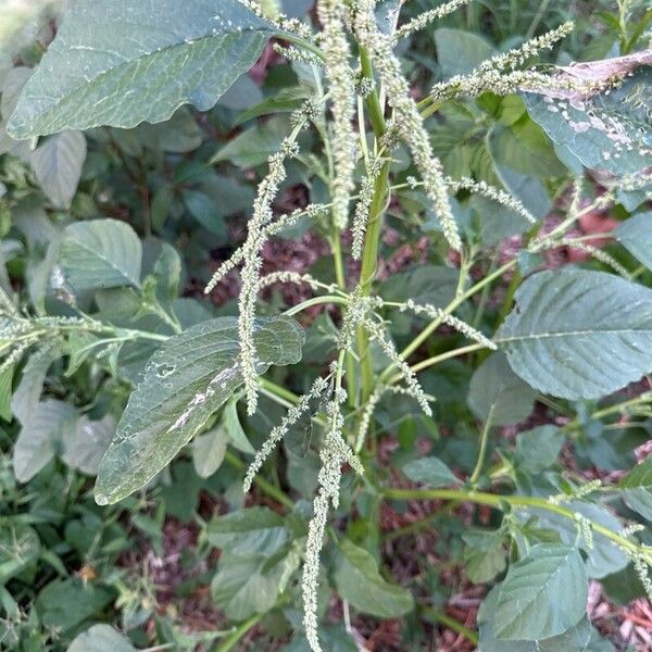 Amaranthus spinosus Yaprak