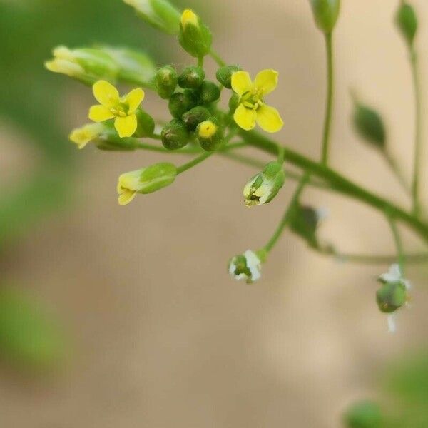 Camelina sativa Λουλούδι