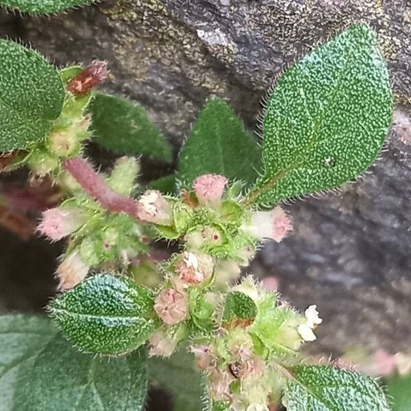 Parietaria judaica Flower