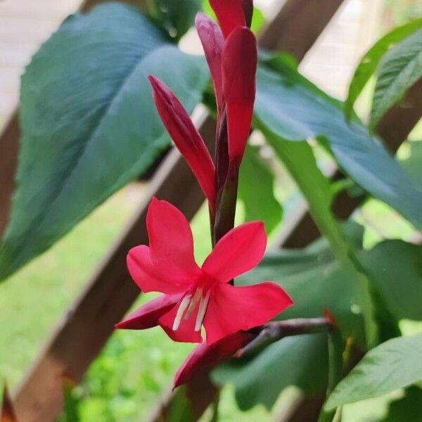 Watsonia meriana Çiçek