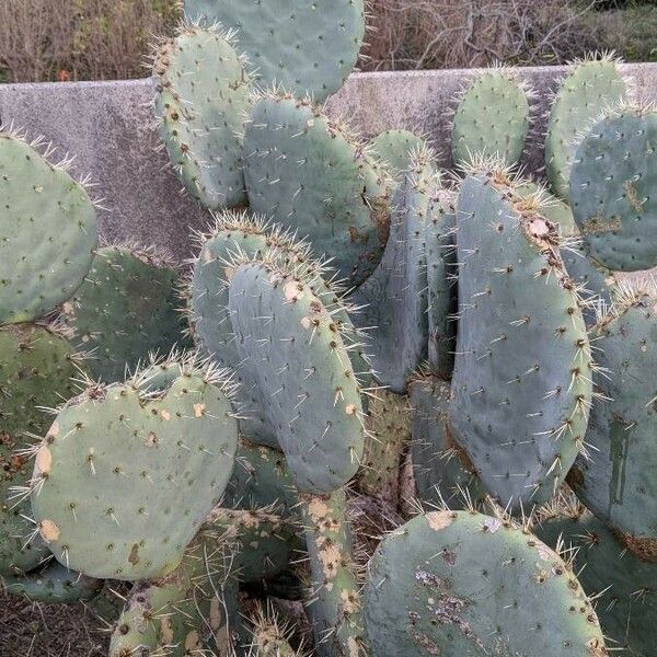 Opuntia robusta Habit