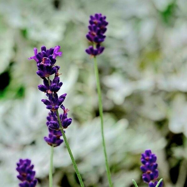 Lavandula angustifolia Характер