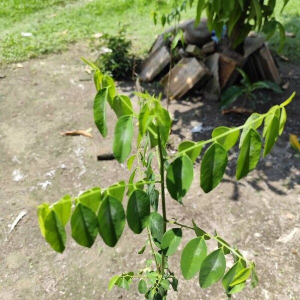 Breynia androgyna Leaf