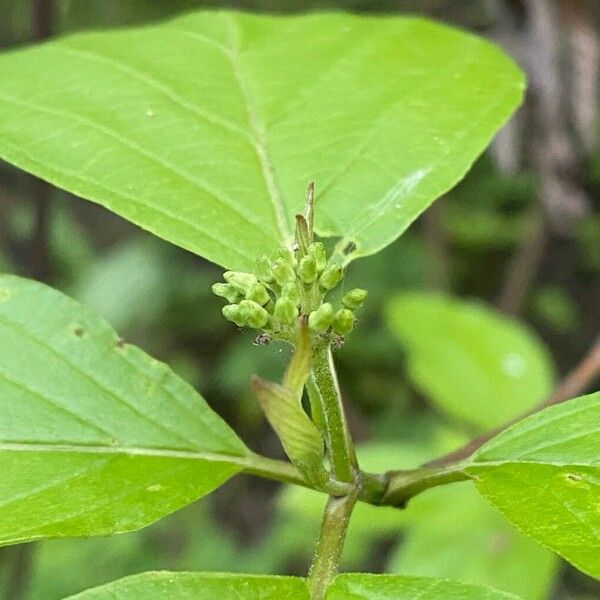 Cornus rugosa Květ