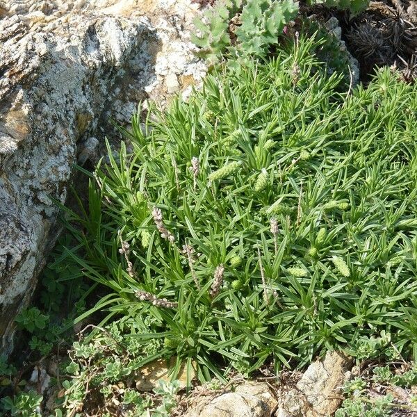 Plantago subulata Інше