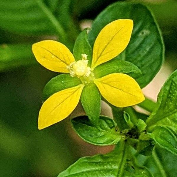 Ludwigia octovalvis Frunză