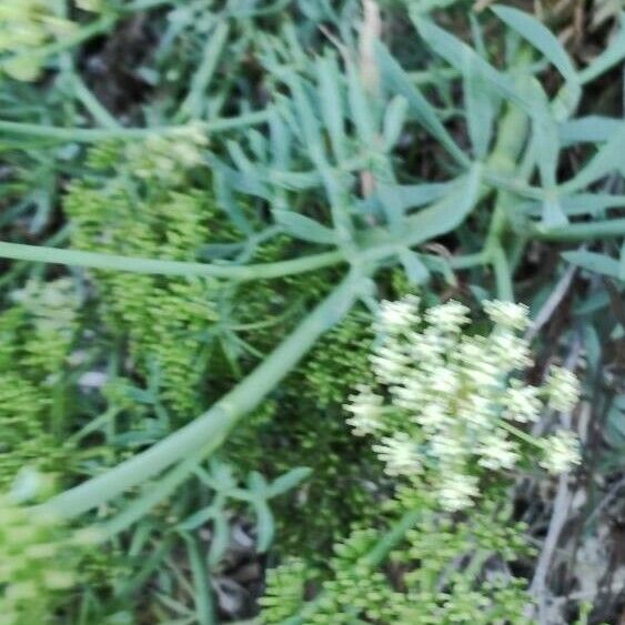 Crithmum maritimum Λουλούδι