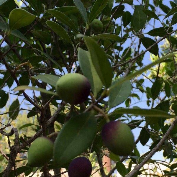 Chionanthus foveolatus Fruto