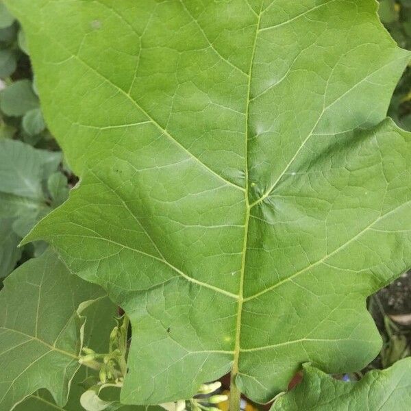 Solanum torvum Fiore