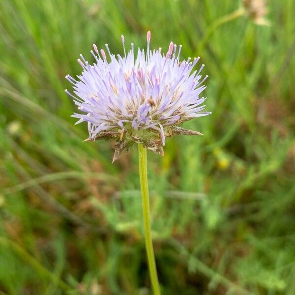 Jasione montana Blomma