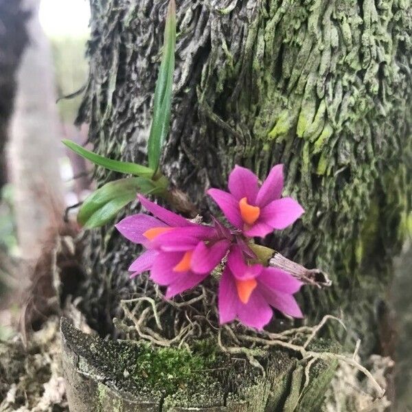 Dimerandra emarginata Flower