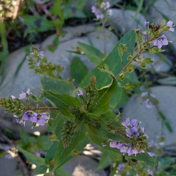 Veronica anagallis-aquatica 花