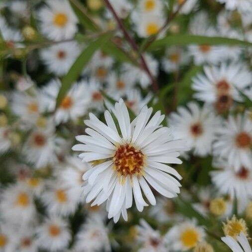 Symphyotrichum lanceolatum 花