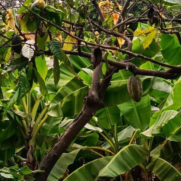 Theobroma cacao Leaf