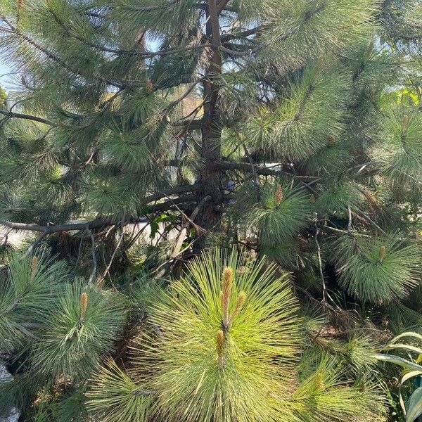Pinus coulteri Leaf