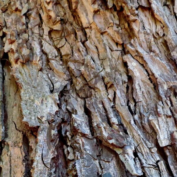 Carya illinoinensis Bark