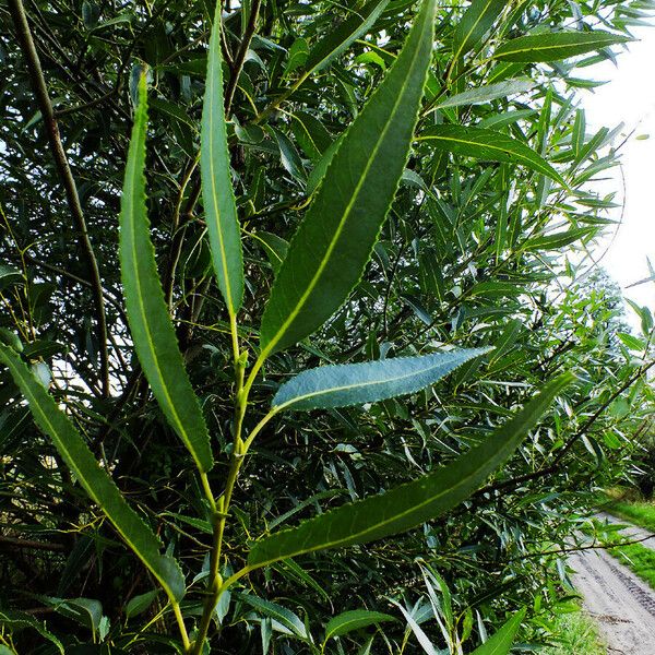 Salix lucida Leaf