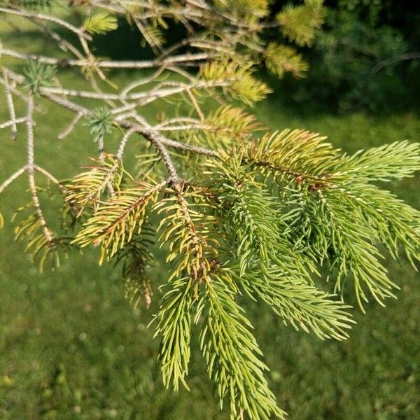 Picea rubens Liść