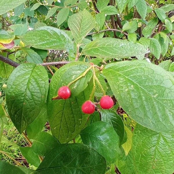 Cotoneaster bullatus Плод