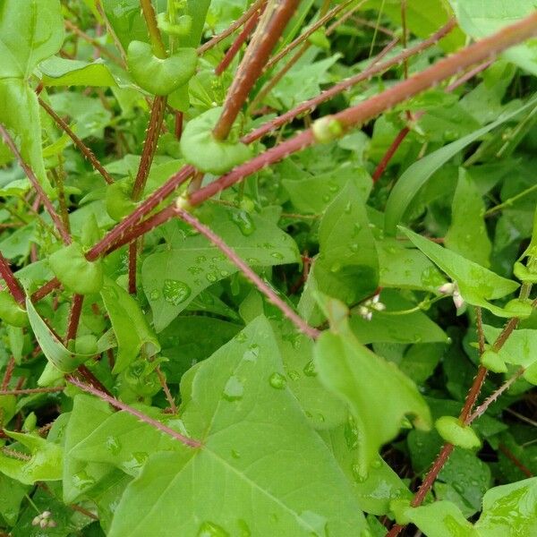 Persicaria perfoliata Blad