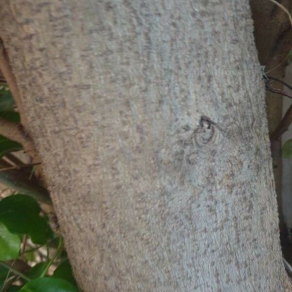 Ficus benjamina Kaarna
