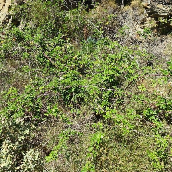 Rubus ulmifolius Vivejo