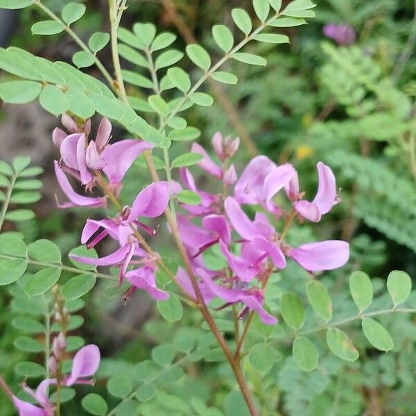 Indigofera heterantha Flower