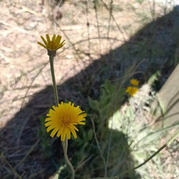 Leontodon crispus Fleur