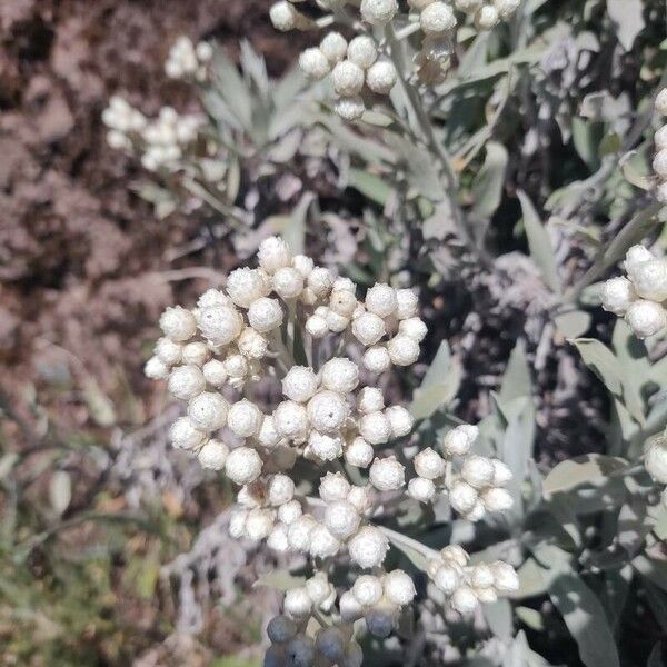 Helichrysum melaleucum Kvet