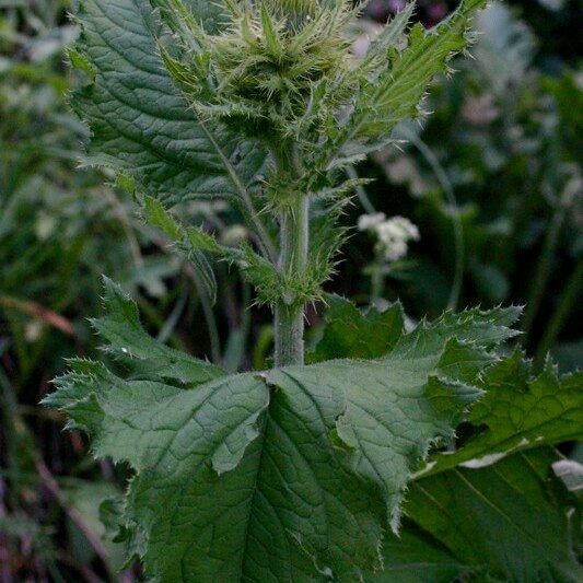 Cirsium carniolicum Sonstige