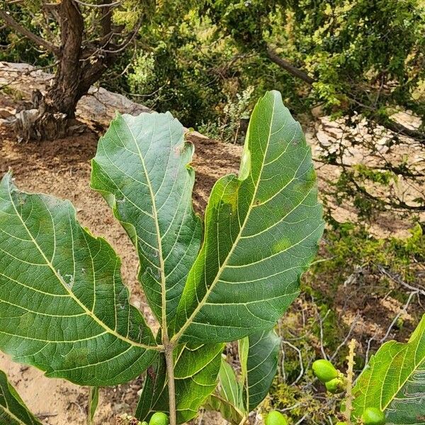 Allophylus abyssinicus Leaf