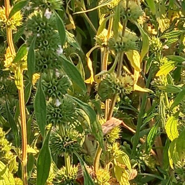 Chaiturus marrubiastrum Flower